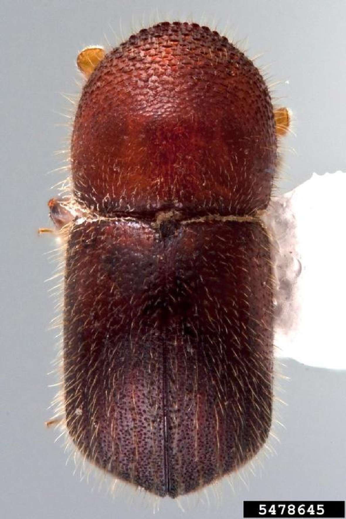 Dorsalansicht eines Käfers von Xylosandrus crassiusculus